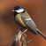 Great Tit